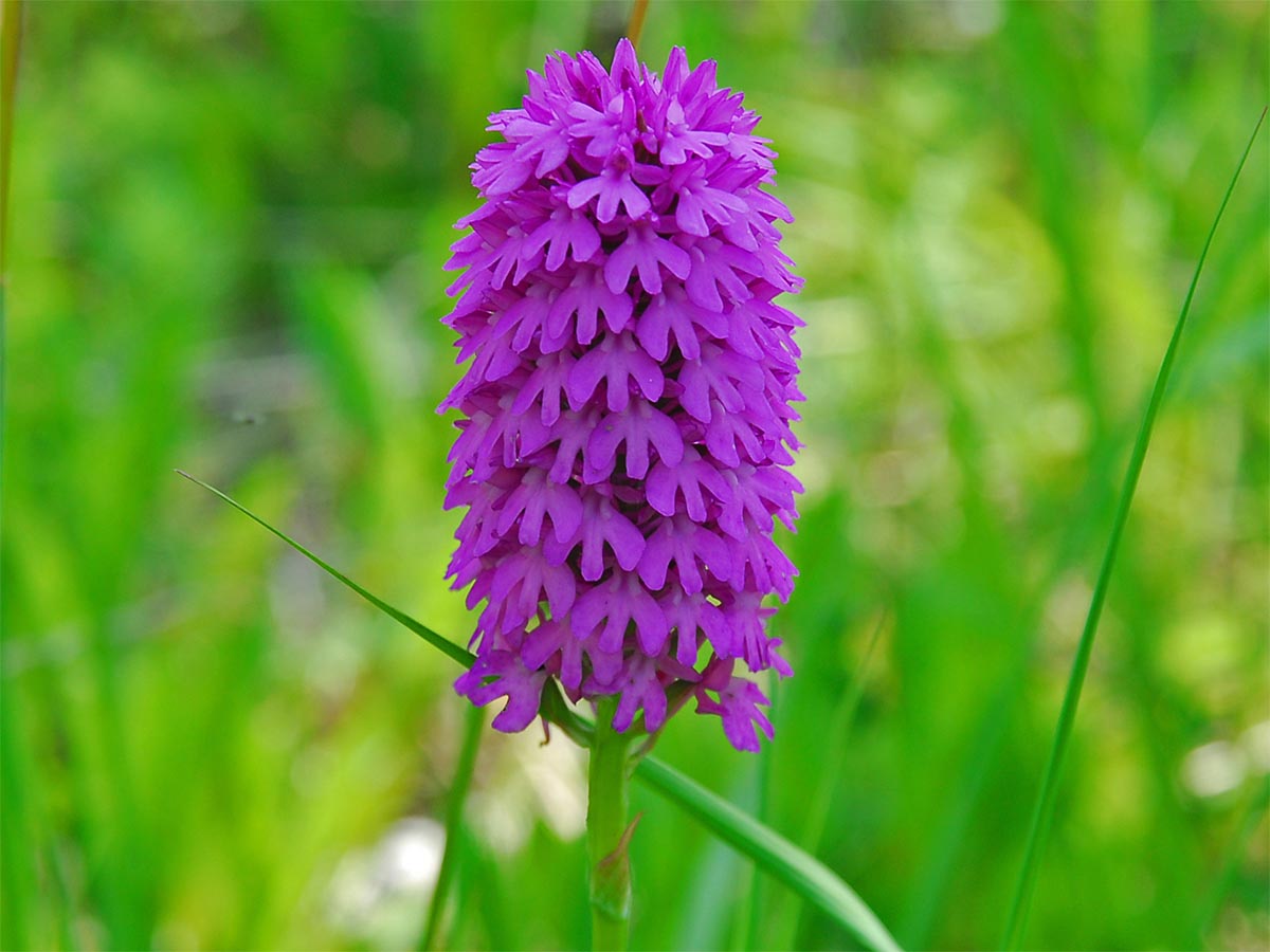 Anacamptis pyramidalis